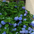 Photos: 紫陽花2010.06.19東京都庭園美術館