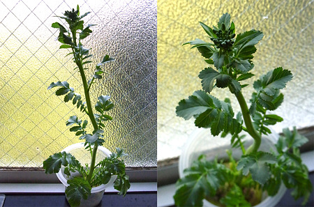 daikon