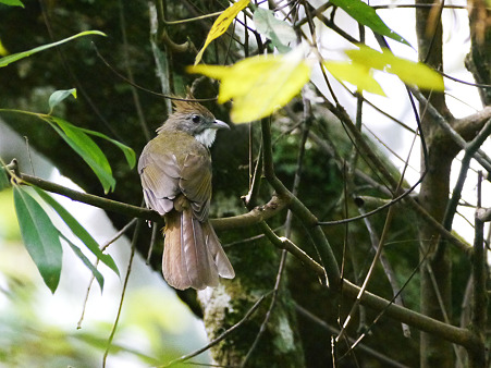 ノドジロカンムリヒヨドリ(Puff-throated Bulbul) P1190534_R