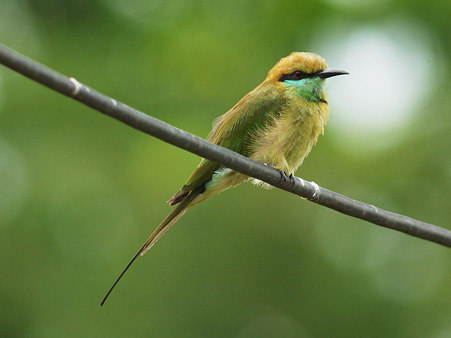 ミドリハチクイ(Green Bee-Eater) P1190382_R