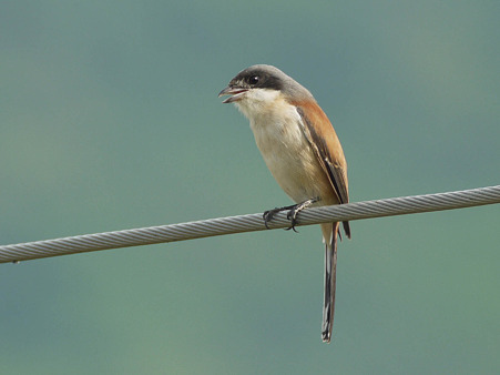 Burmese Shrike(ハイガシラモズ) P1230472_R