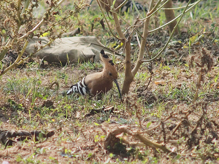 ヤツガシラ(Hoopoe) O1001853_R2