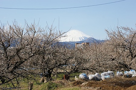 DSC07887