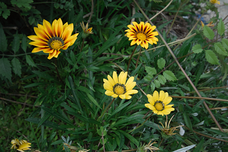 Flower07022011sd15-04