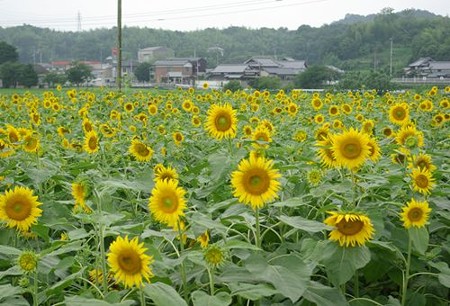 IMGP0001_0714