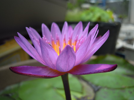 2010 07/09