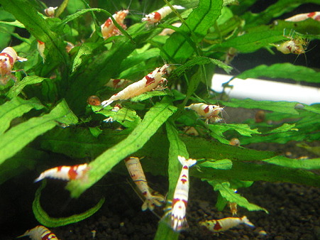 2011 01/30 002
