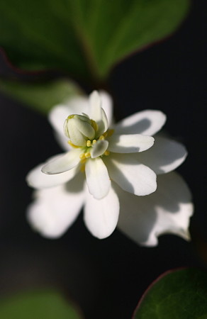 八重のドクダミ　　白雪姫　開花～♪