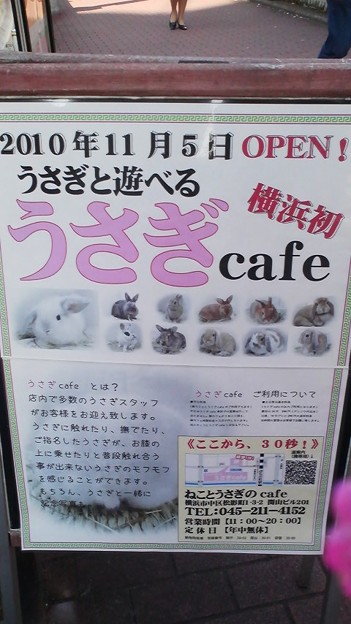 横浜中華街なぅ 噂のうさぎカフェは 中華街の近くだったらしい 写真共有サイト フォト蔵