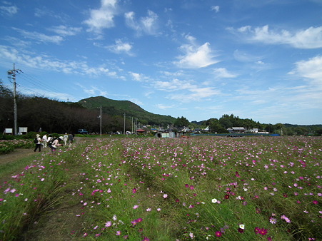 巾着田 106