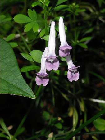 IMGP0069