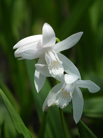 DSCF0038