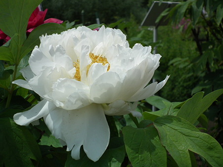 DSCF0052