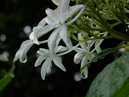 画像 129