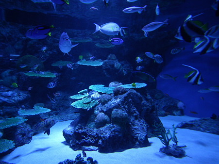 品川水族館 066
