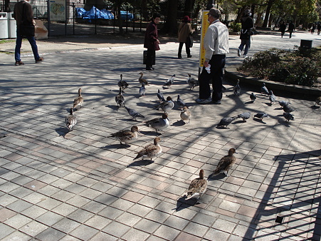 上野名物の陸鴨くん達