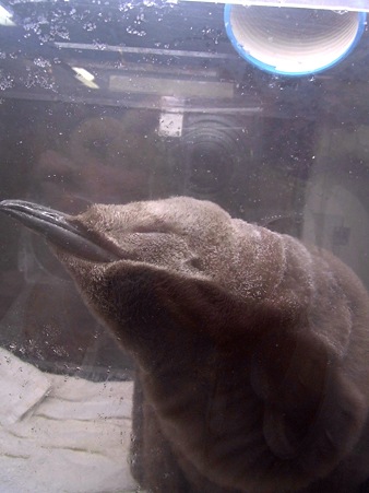 20110813 海遊館 キングヒナちゃん09