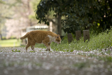 neko090411019