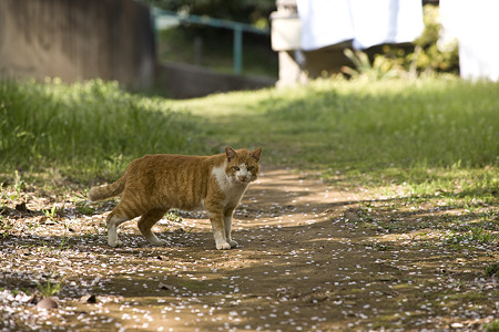 neko090411027