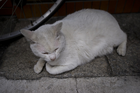 mochi090419001