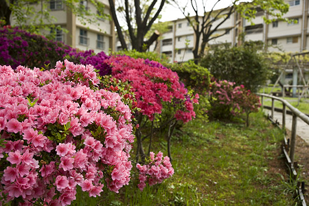 akabanedai090418012