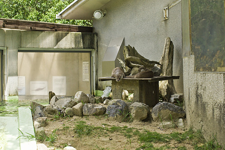 asa110805074