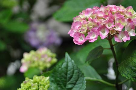 紫陽花