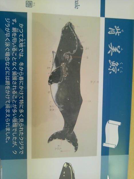 昔の人が描いた鯨の絵 かっこいいなあ ポスターとかにして売ればい 写真共有サイト フォト蔵