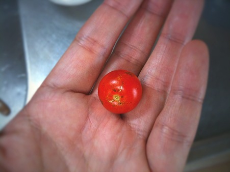 初めてプチトマトを1個収穫！