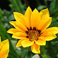 身近な愛の花