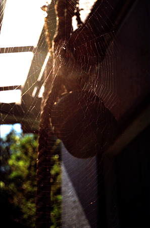 Image1309（PENTAX SP）