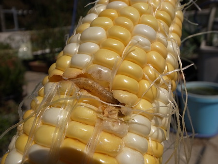 トウモロコシ栽培 アワノメイガ対策 暇人主婦の家庭菜園 楽天ブログ