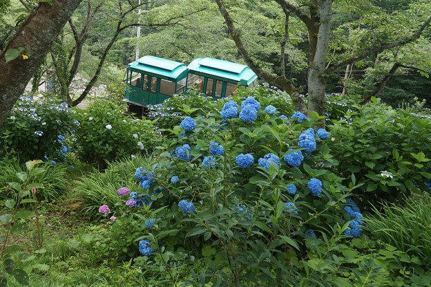 紫陽花と