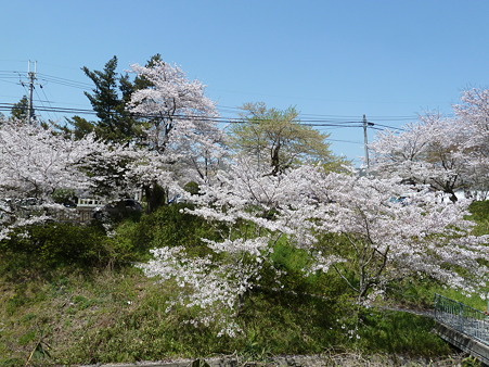 根来寺2011 029