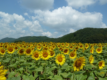 佐用ひまわり2011 027