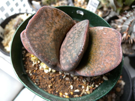 Gasteria cv.