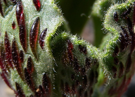 Aeonium smithii