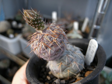 Tephrocactus geometricus
