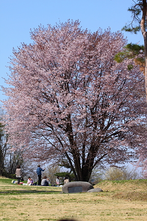 山形市野草園　さくら