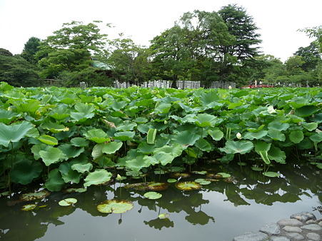 100713-八幡さま-32