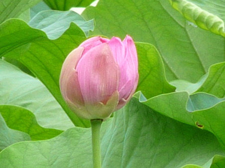 100713-八幡さま-35