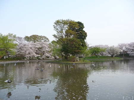 110411-鶴岡八幡宮 源平池 (5)