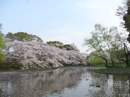 110411-鶴岡八幡宮 源平池 (11)