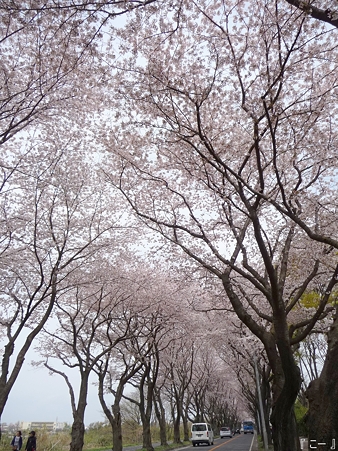 110411-海軍道路 (6)