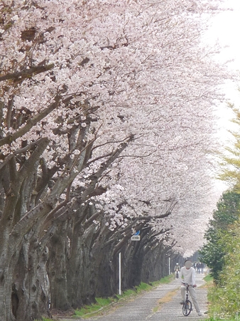110411-海軍道路 (48)