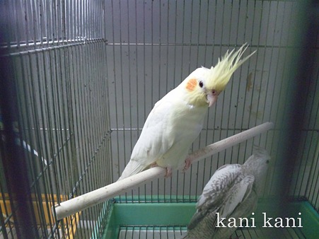 ペッツワン