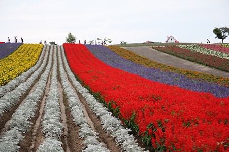 色とりどりの花
