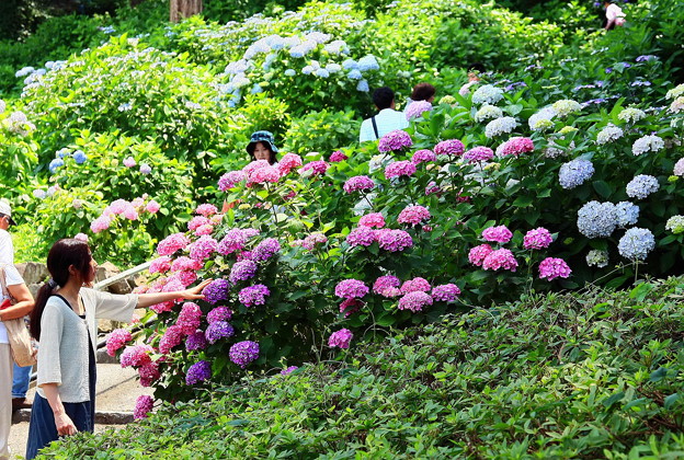 吉備津神社の紫陽花 写真共有サイト フォト蔵