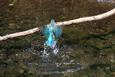 2012.05.21　和泉川　カワセミ　水浴び