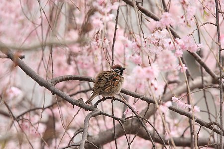 2011.04.18　和泉川　枝垂桜に雀